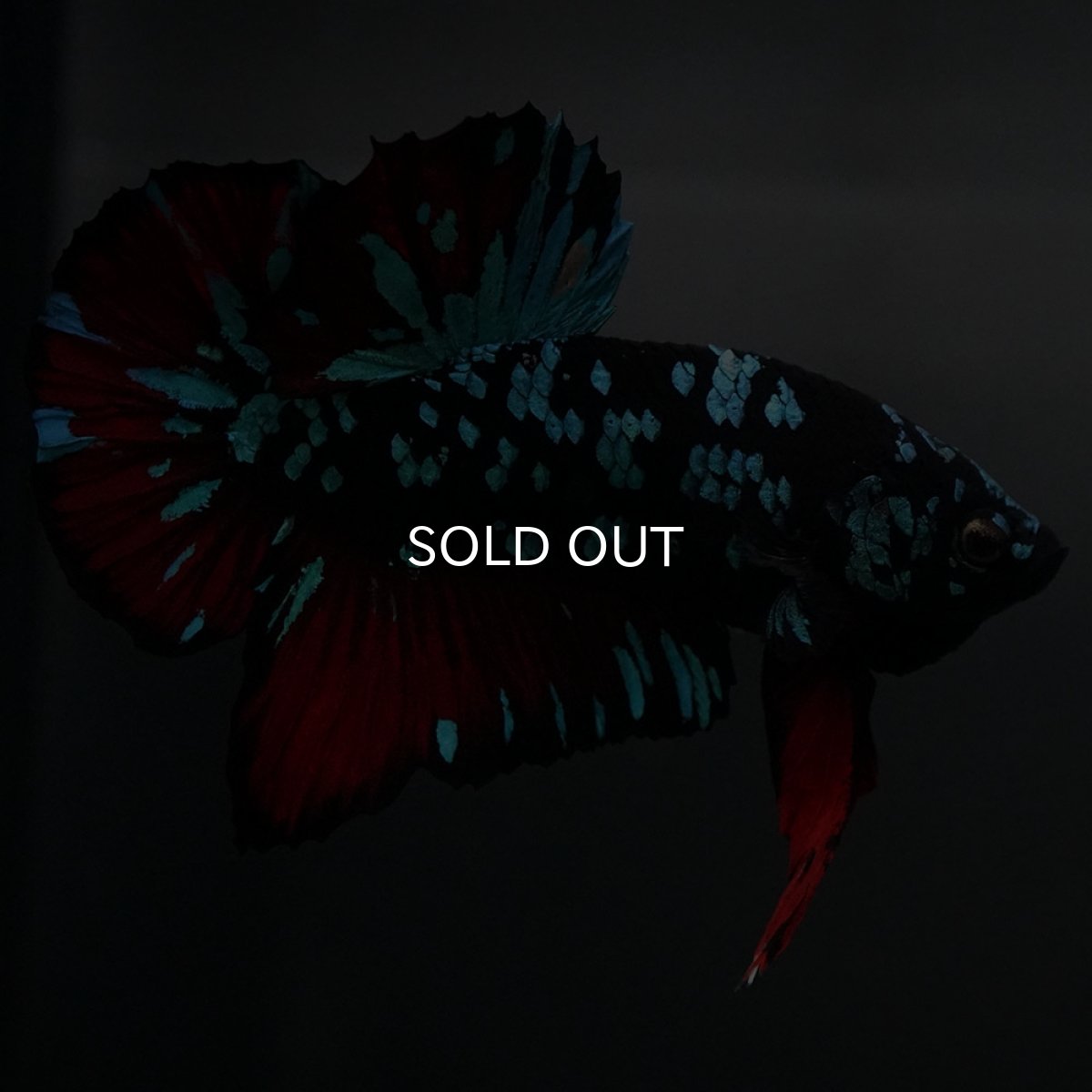 画像3: GHMPK　ブラックスター (3)