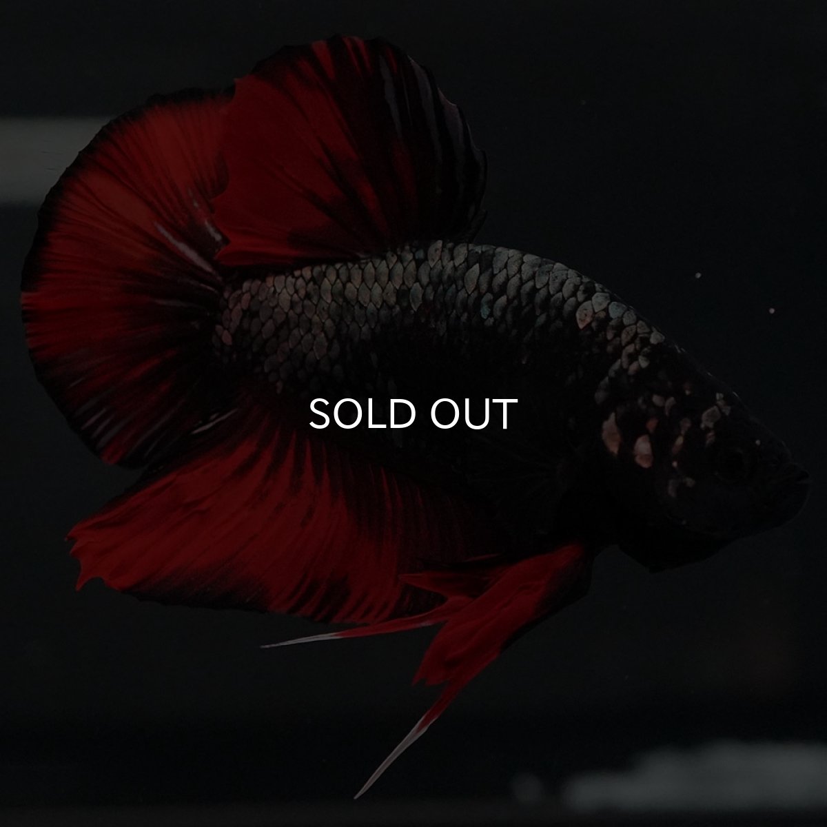 画像7: GHMPK　オレンジカッパー (7)