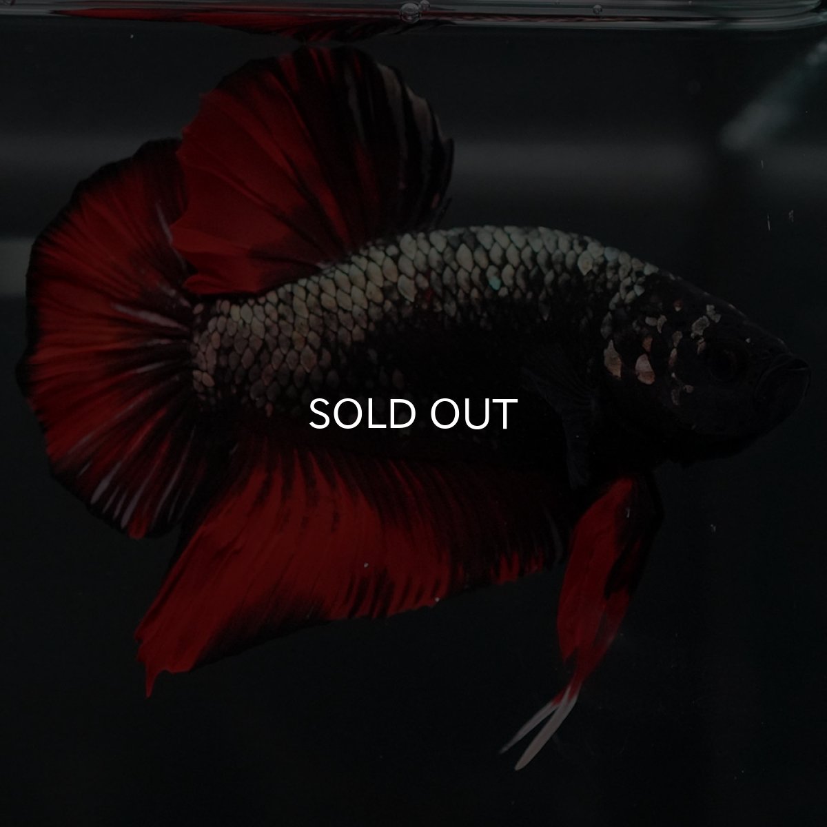 画像2: GHMPK　オレンジカッパー (2)