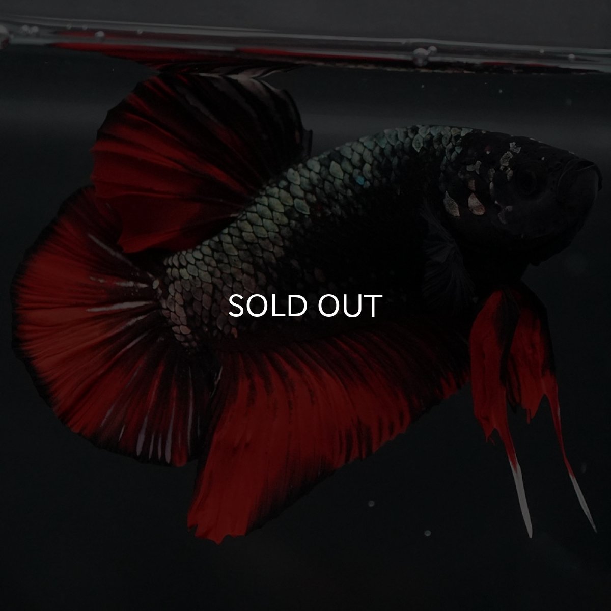 画像5: GHMPK　オレンジカッパー (5)