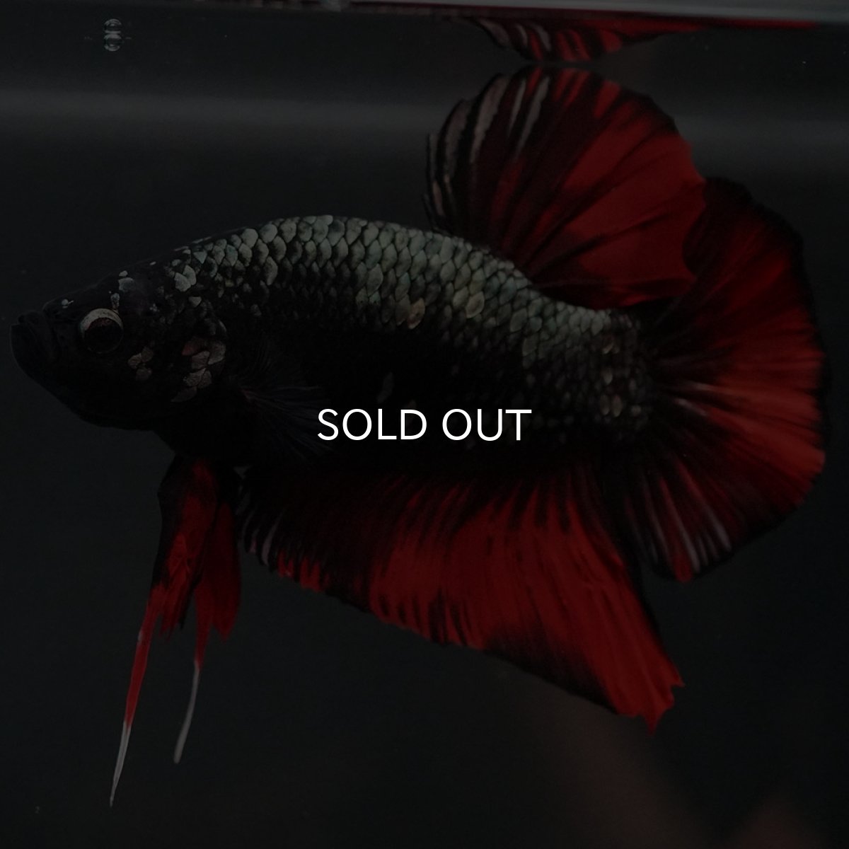 画像3: GHMPK　オレンジカッパー (3)