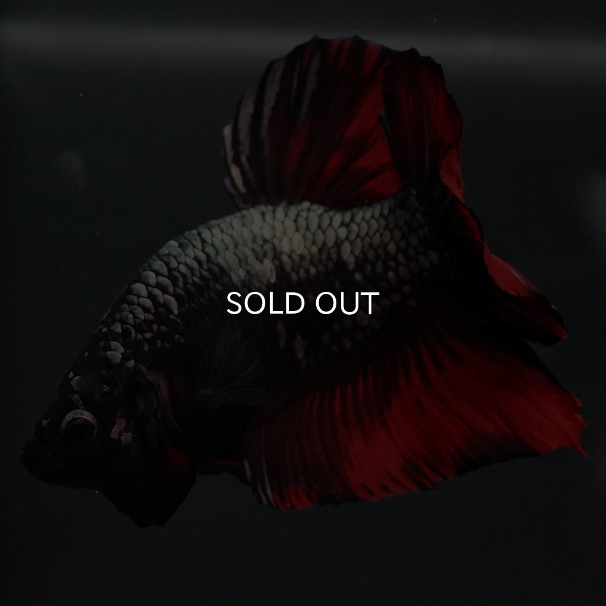 画像6: GHMPK　オレンジカッパー (6)