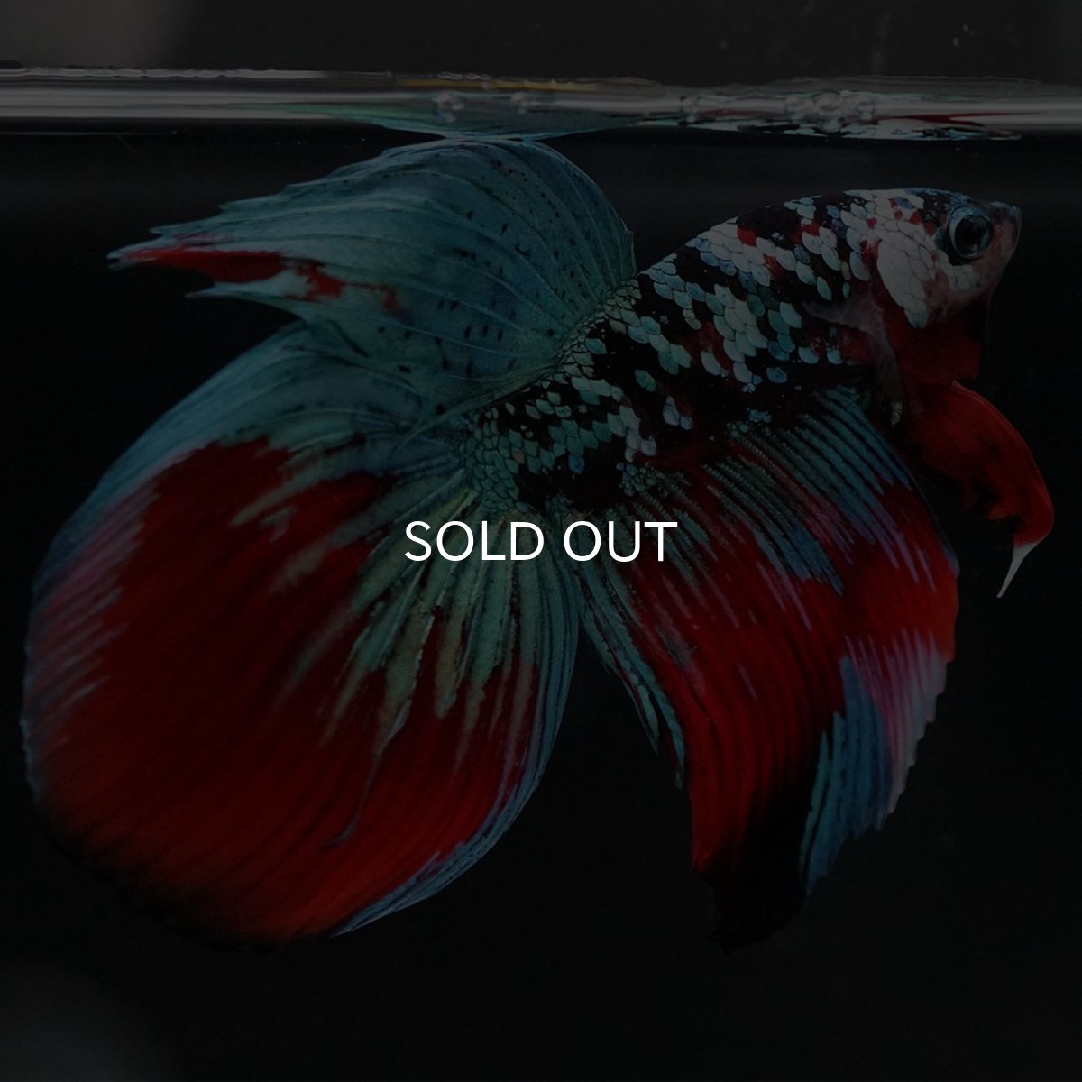 画像3: VT ブラックスター (3)