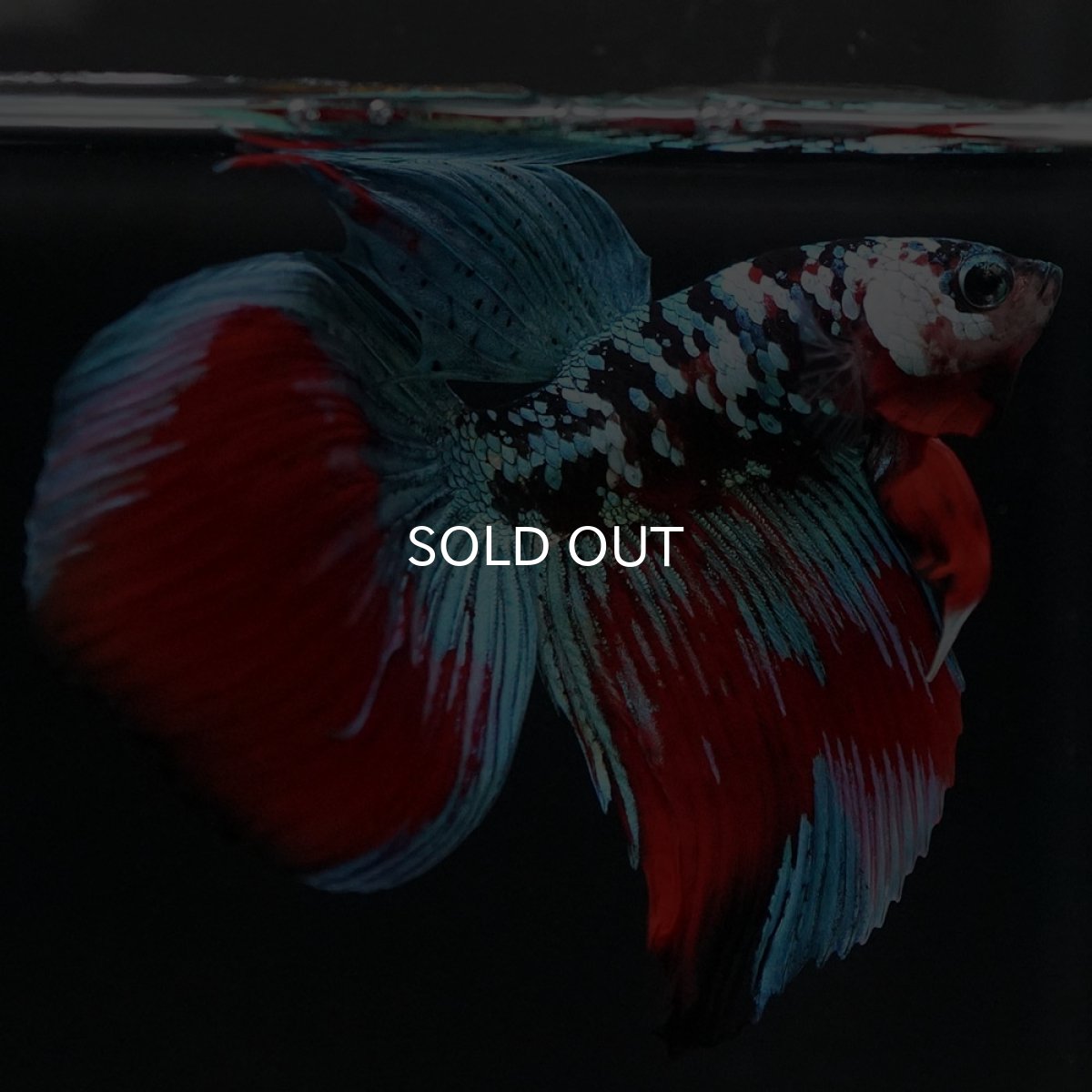 画像8: VT ブラックスター (8)