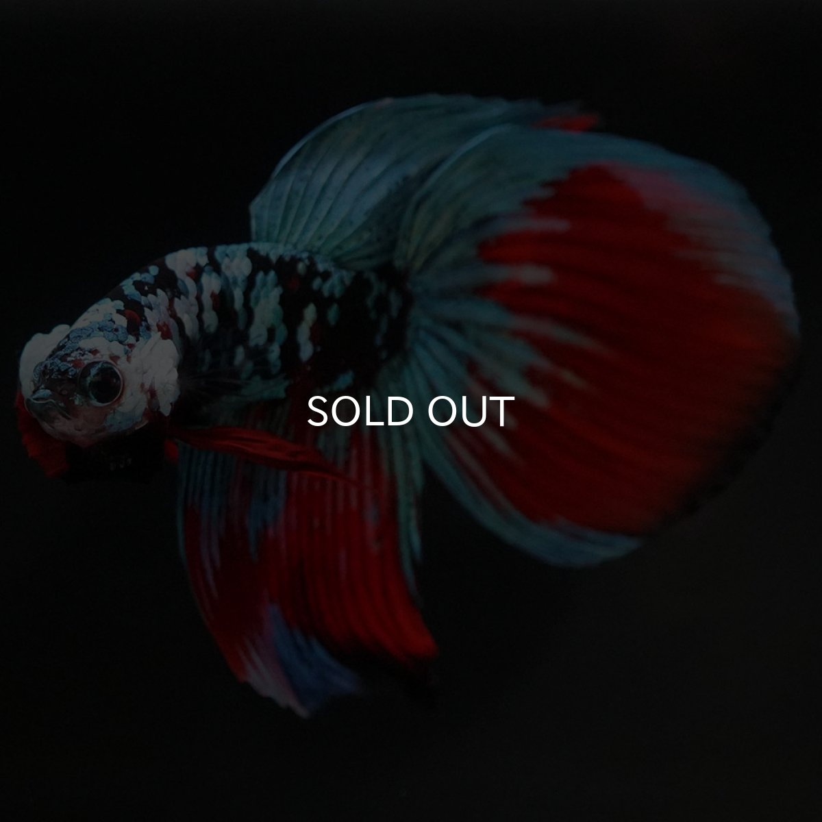 画像2: VT ブラックスター (2)