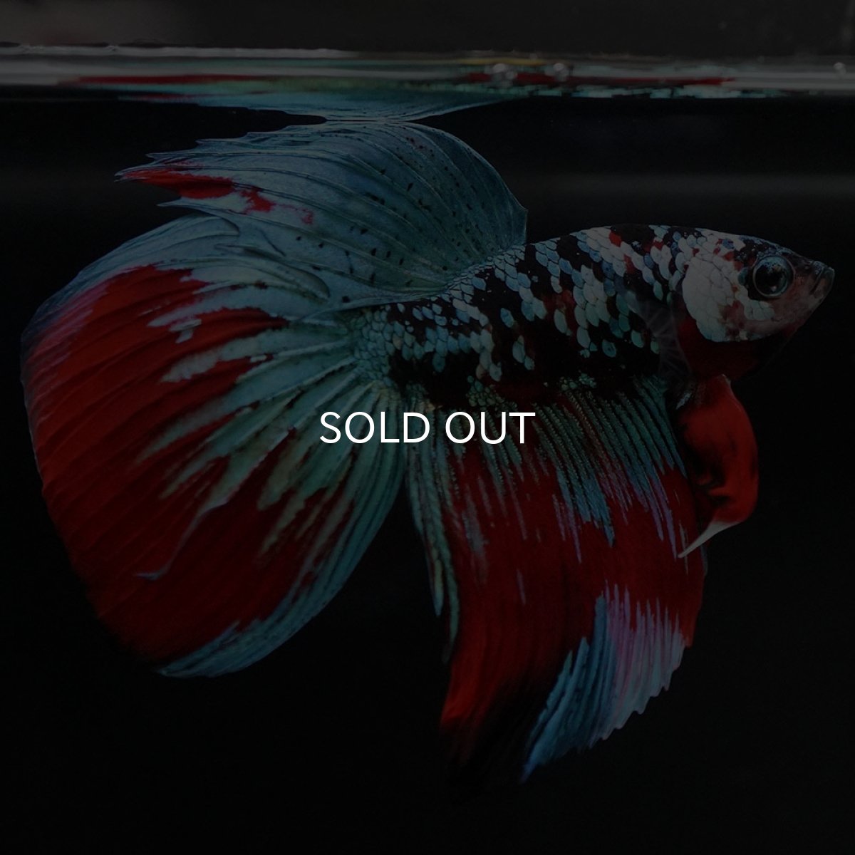 画像7: VT ブラックスター (7)