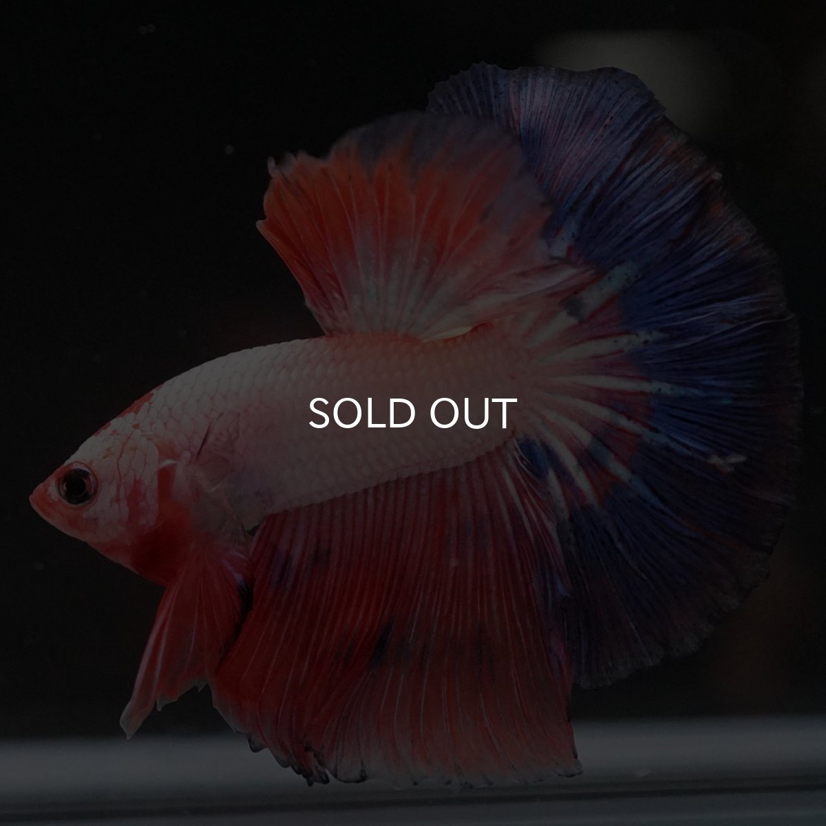 画像10: HM　ホワイトファンシー (10)