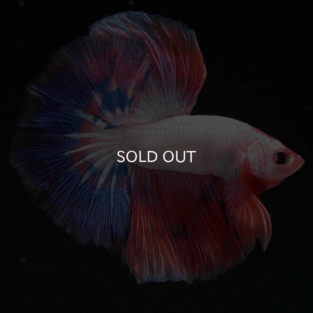 画像3: HM　ホワイトファンシー (3)