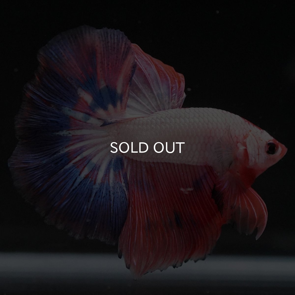 画像5: HM　ホワイトファンシー (5)