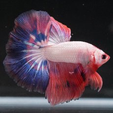 画像5: HM　ホワイトファンシー (5)