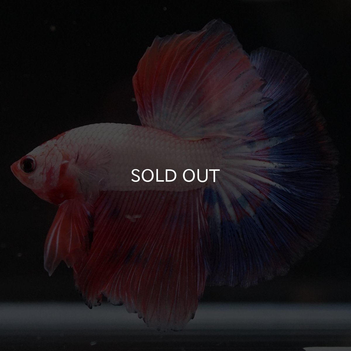 画像8: HM　ホワイトファンシー (8)