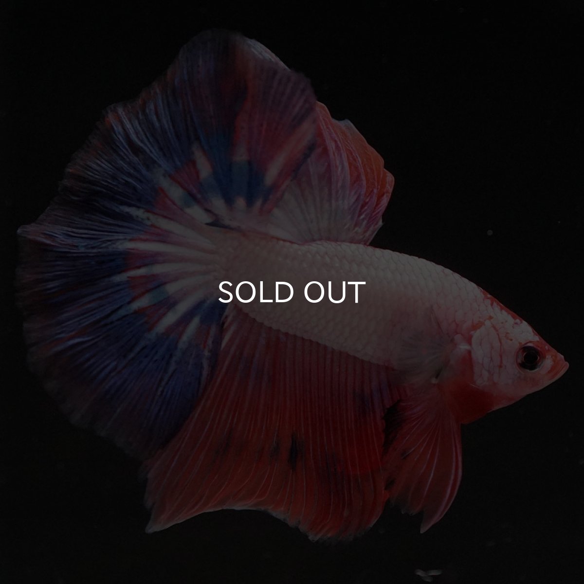 画像9: HM　ホワイトファンシー (9)