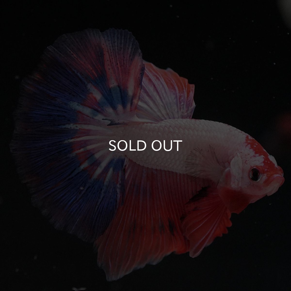 画像7: HM　ホワイトファンシー (7)