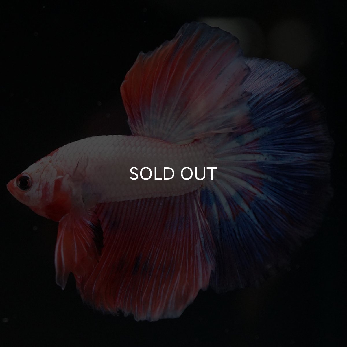 画像6: HM　ホワイトファンシー (6)