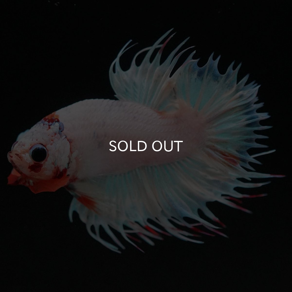 画像4: CTPK　ホワイトファンシー (4)