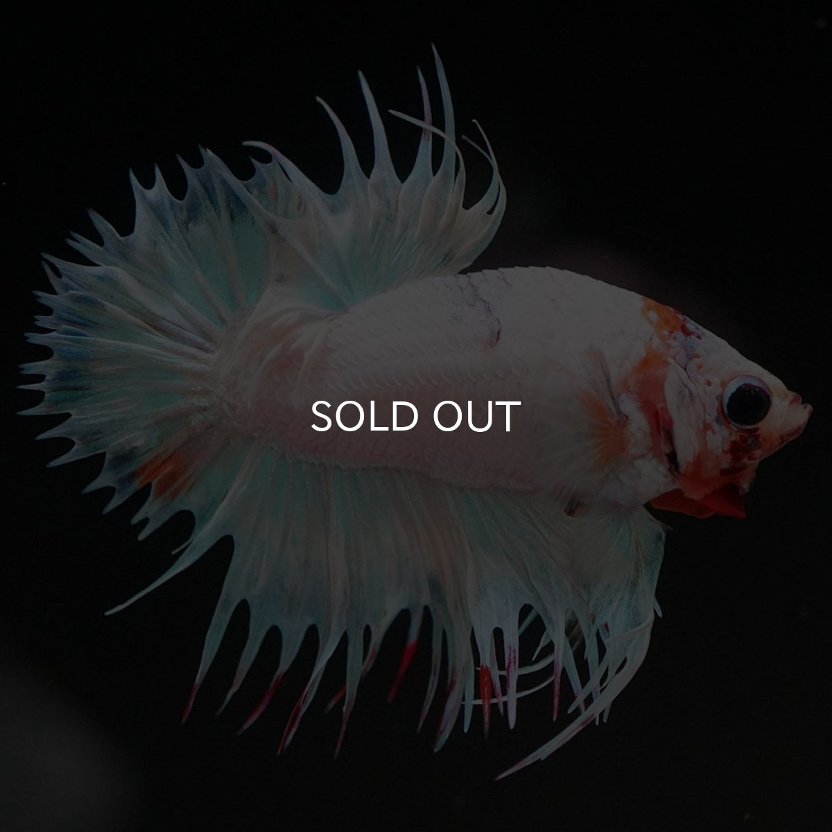 画像2: CTPK　ホワイトファンシー (2)