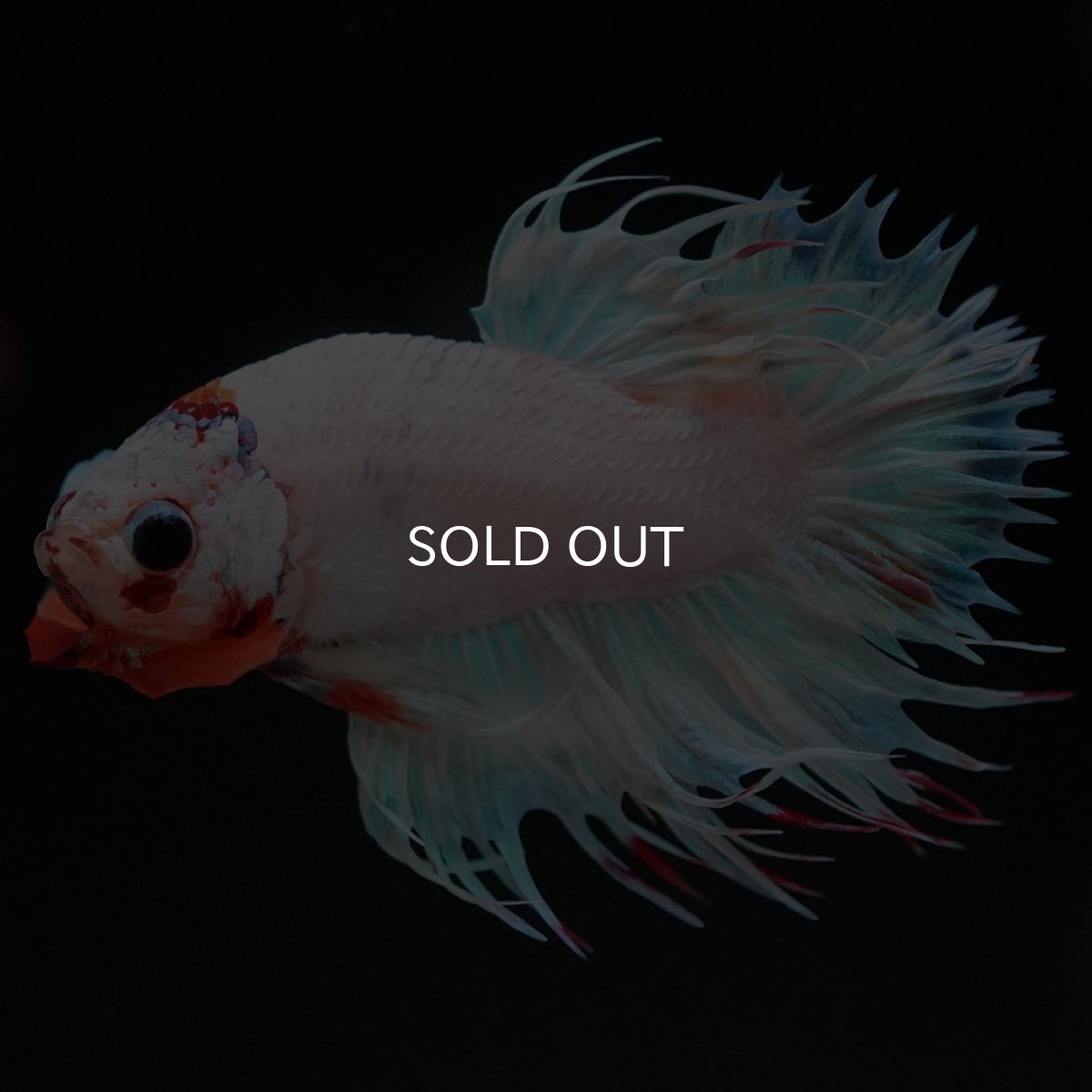 画像11: CTPK　ホワイトファンシー (11)