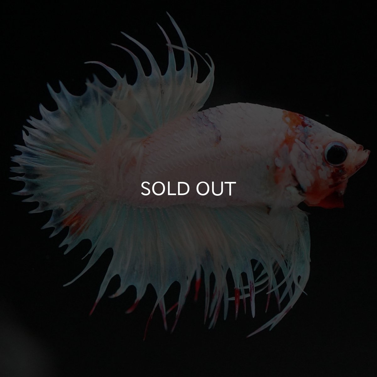 画像7: CTPK　ホワイトファンシー (7)