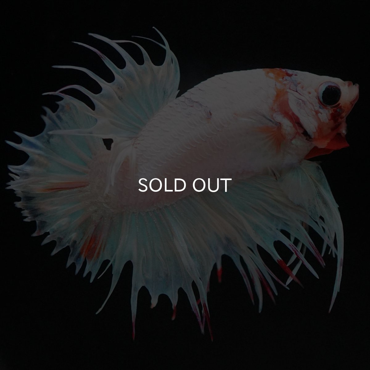 画像10: CTPK　ホワイトファンシー (10)