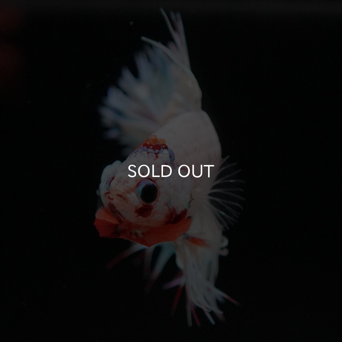 画像3: CTPK　ホワイトファンシー (3)