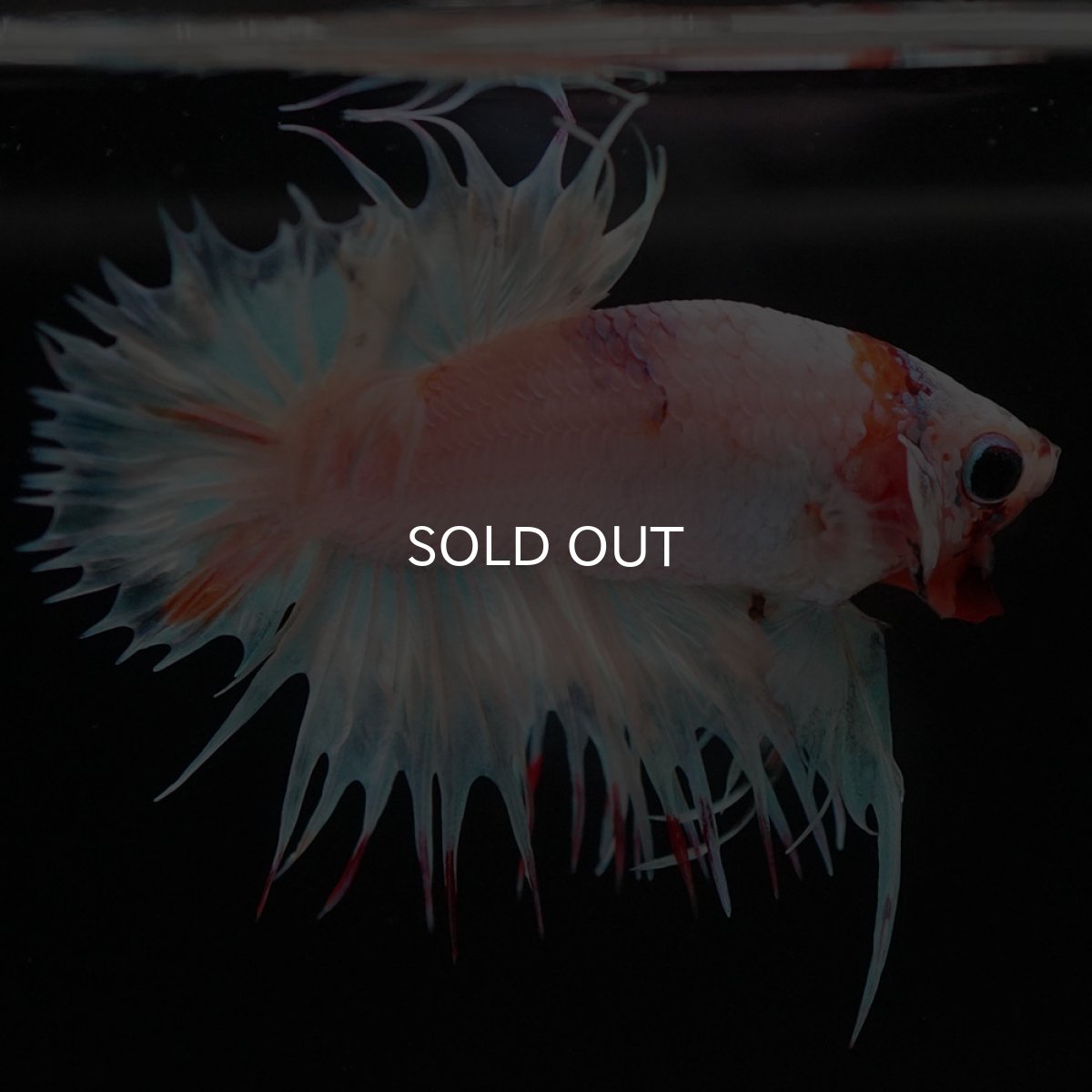 画像9: CTPK　ホワイトファンシー (9)