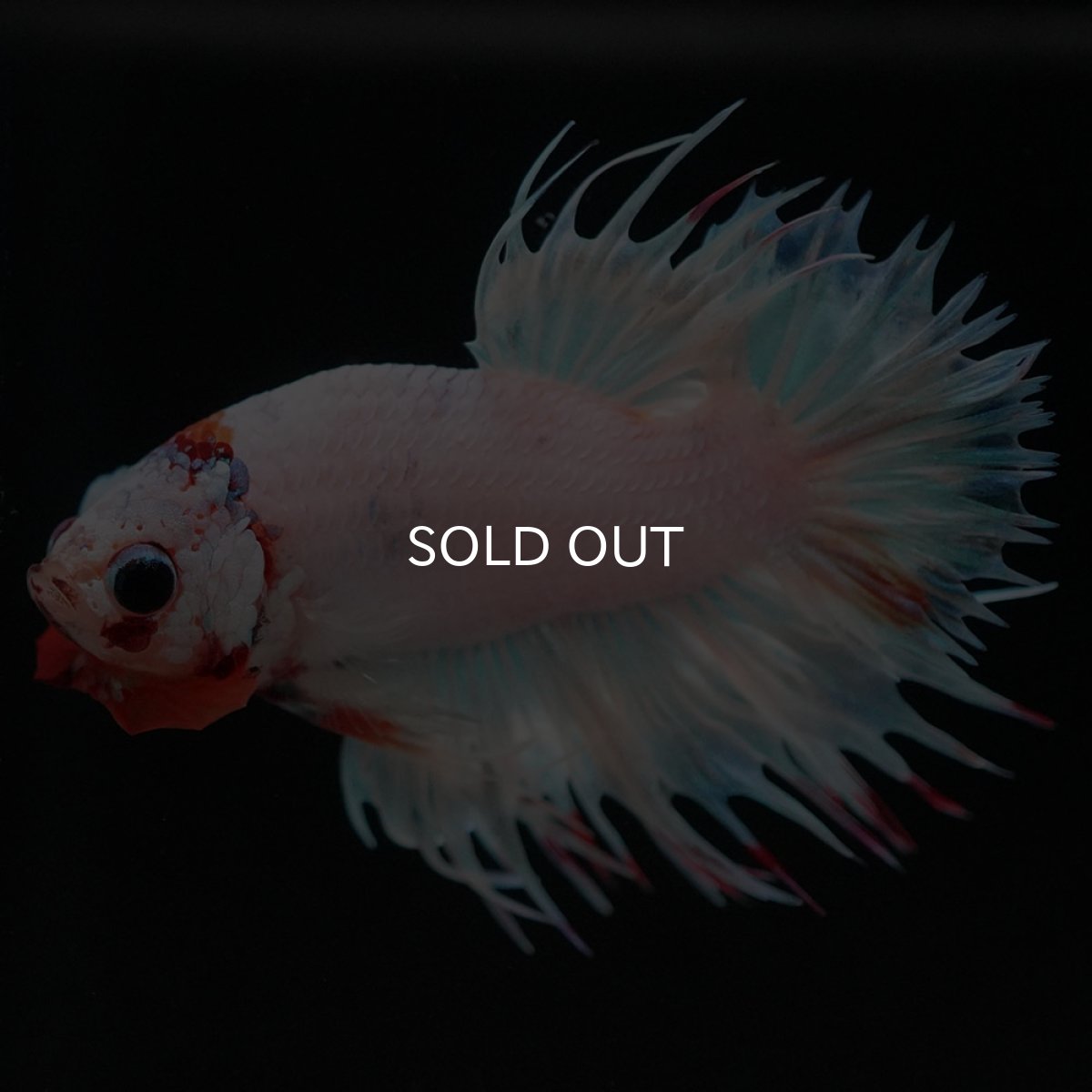 画像8: CTPK　ホワイトファンシー (8)