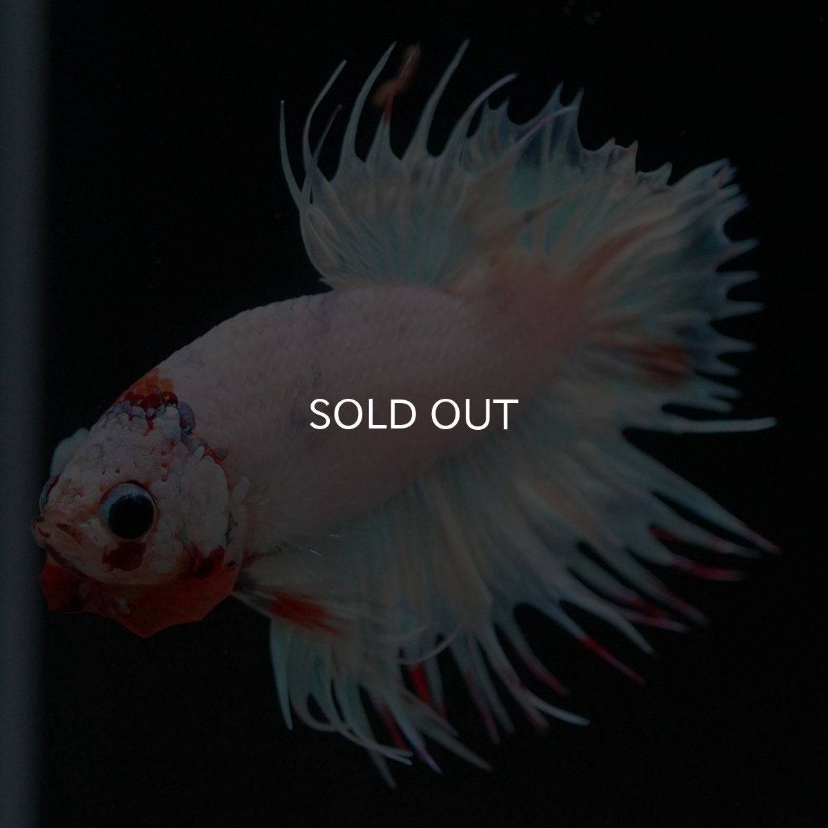 画像6: CTPK　ホワイトファンシー (6)