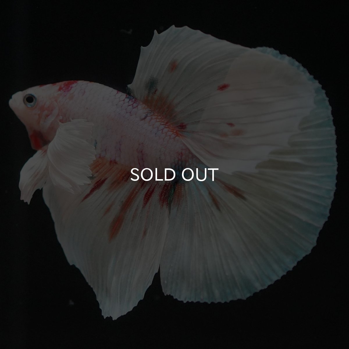 画像2: HMダンボ　ホワイトファンシー (2)