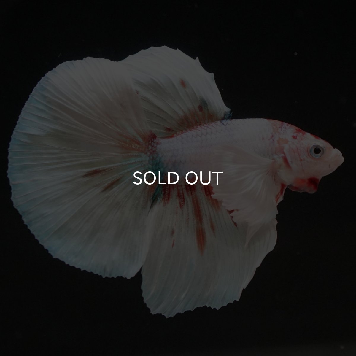 画像5: HMダンボ　ホワイトファンシー (5)