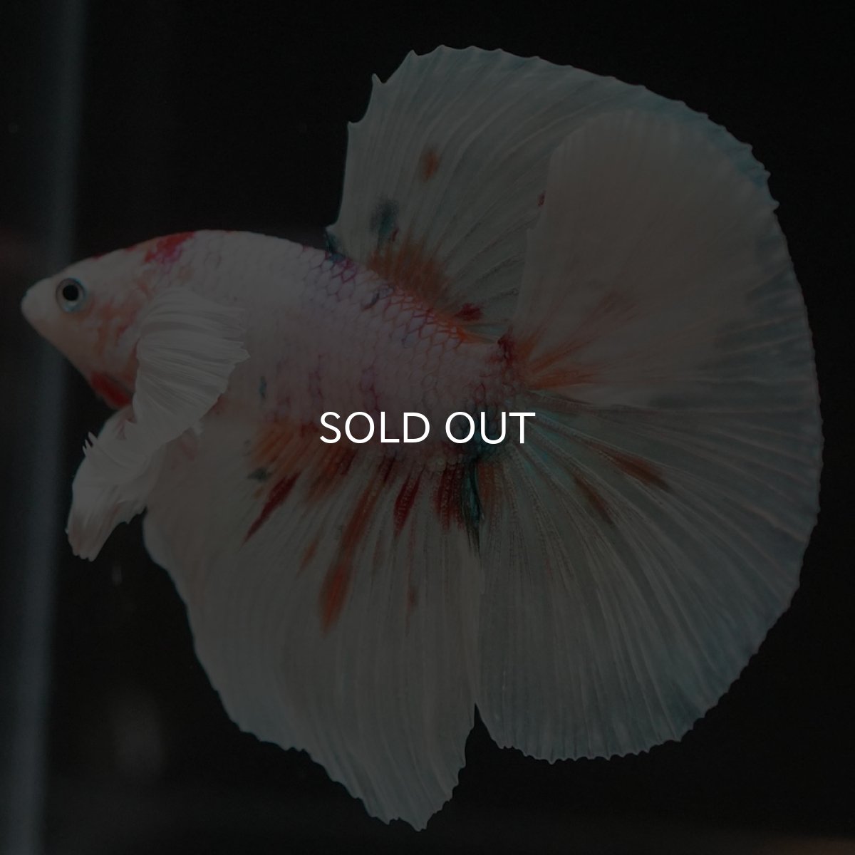 画像8: HMダンボ　ホワイトファンシー (8)