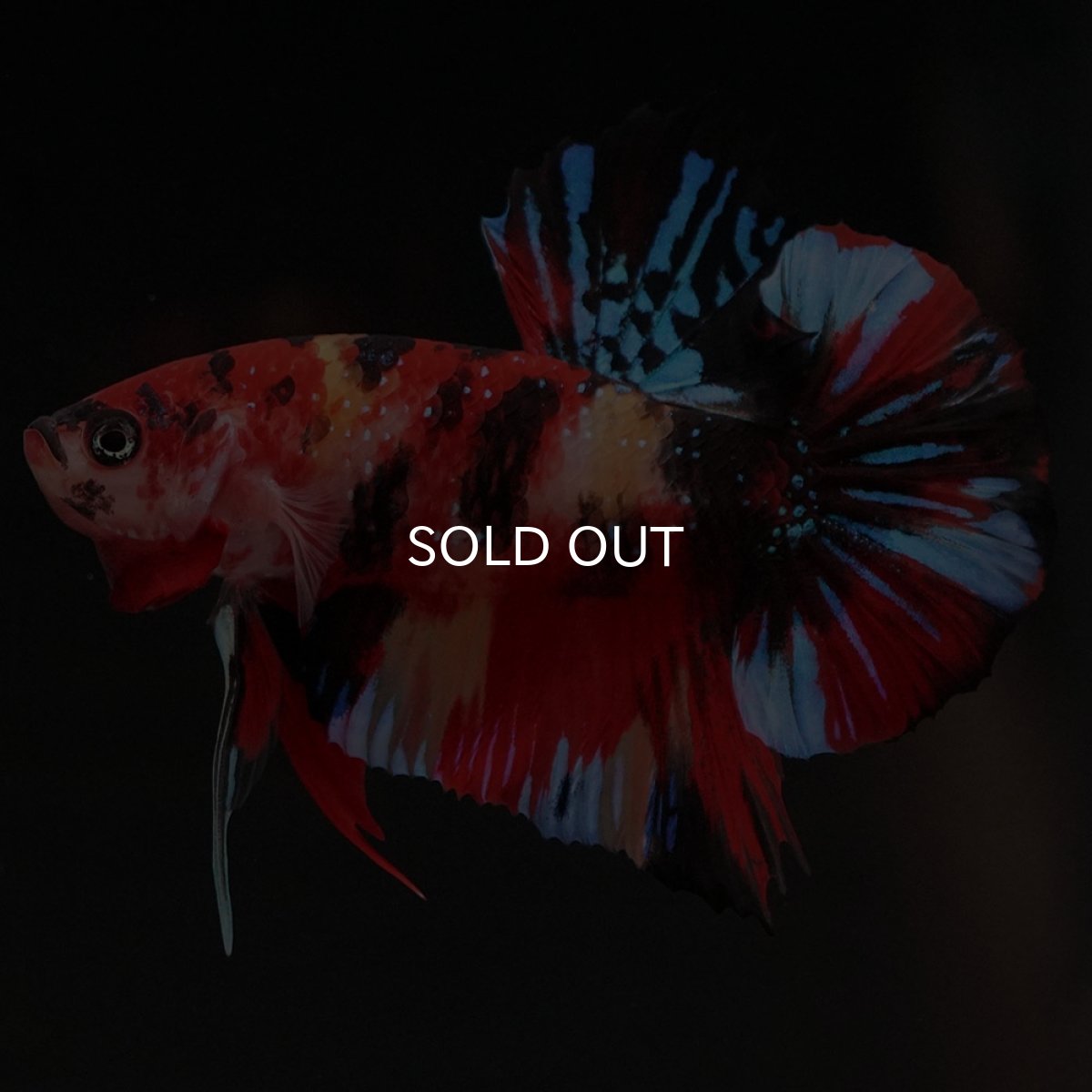 画像3: HMPK キャンディギャラクシー (3)