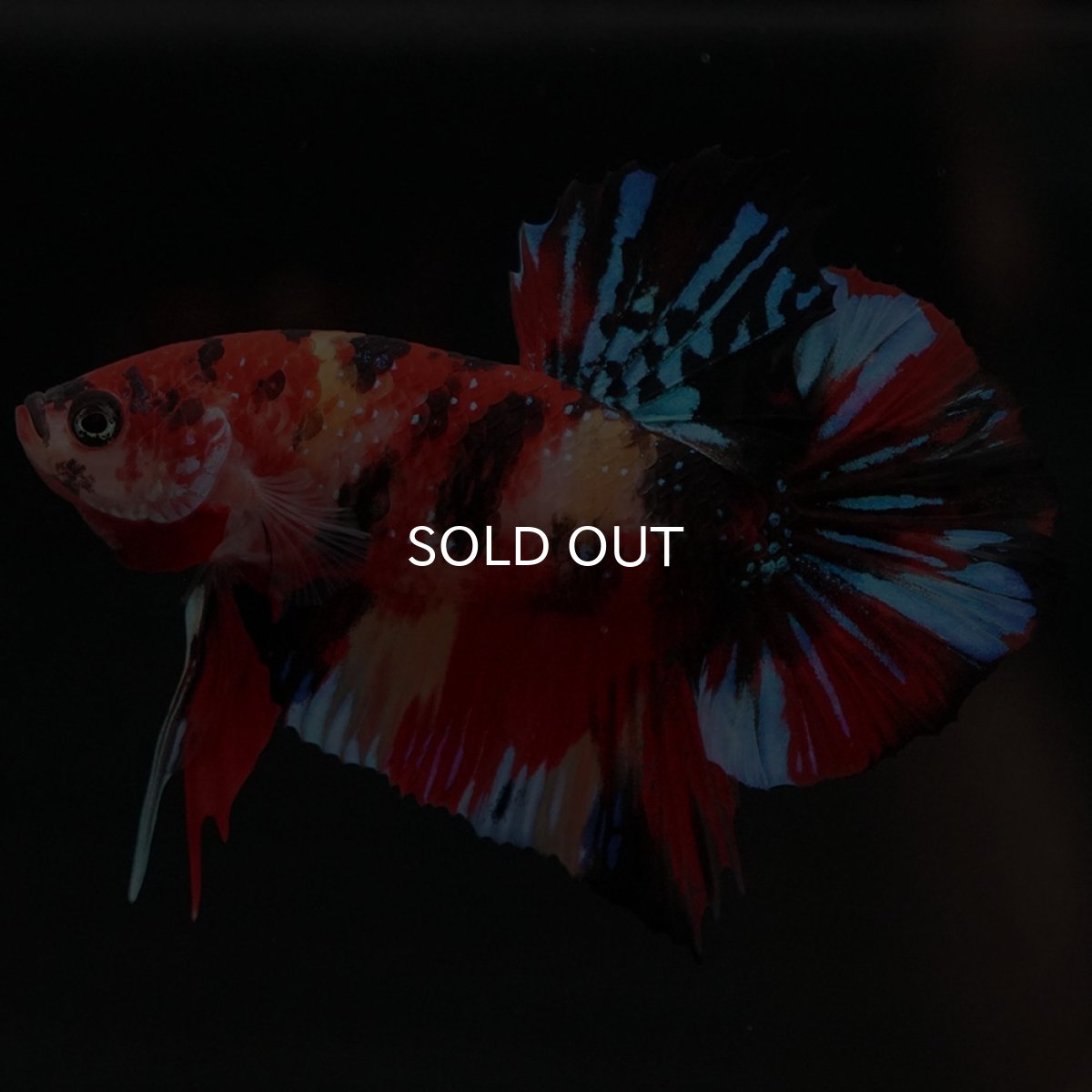 画像5: HMPK キャンディギャラクシー (5)