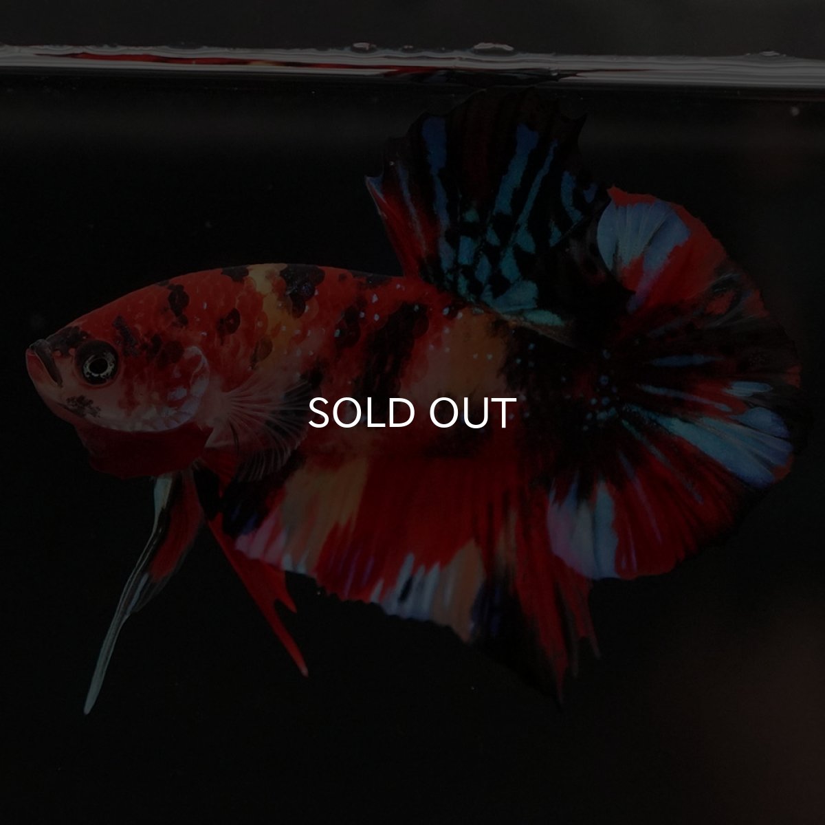 画像7: HMPK キャンディギャラクシー (7)