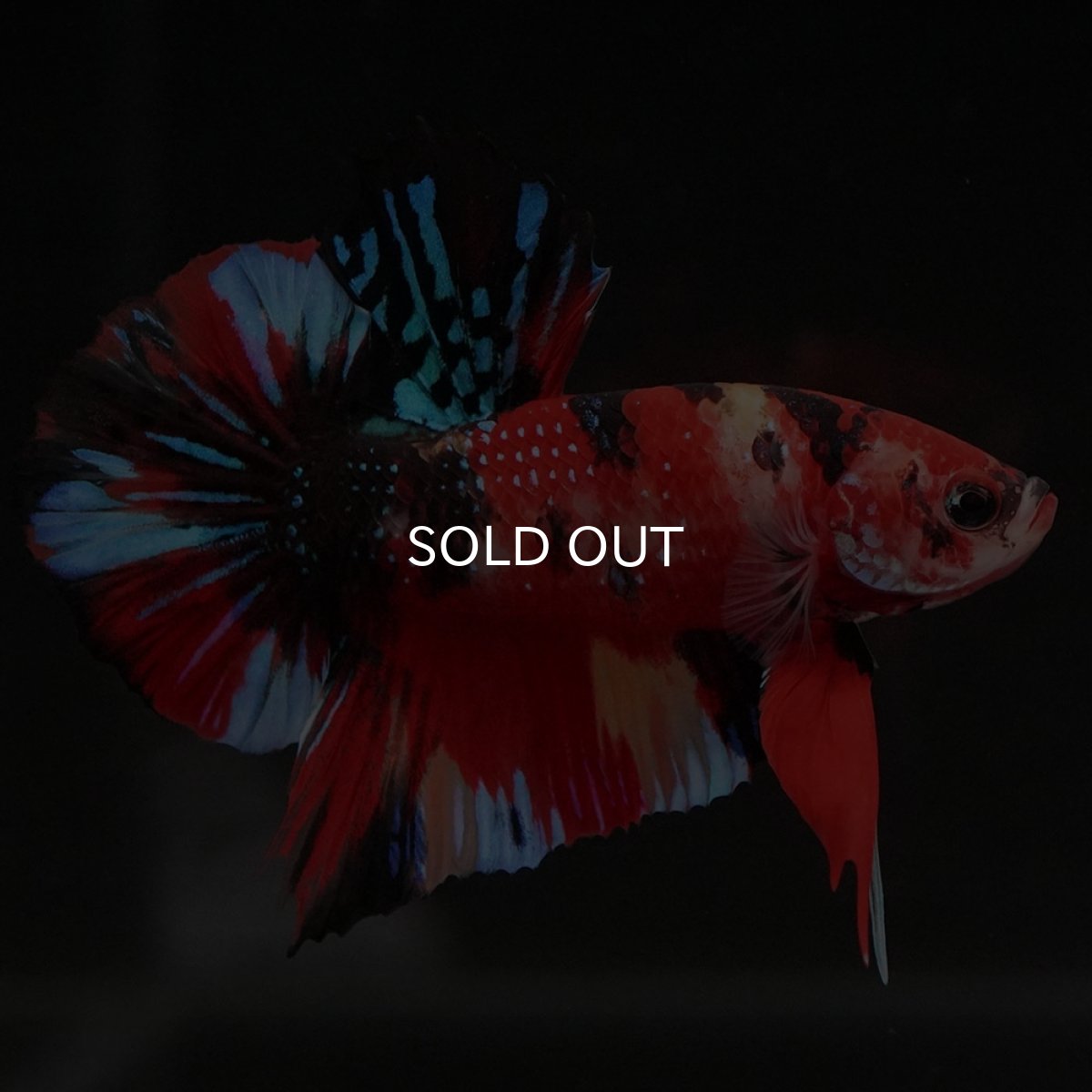 画像2: HMPK キャンディギャラクシー (2)