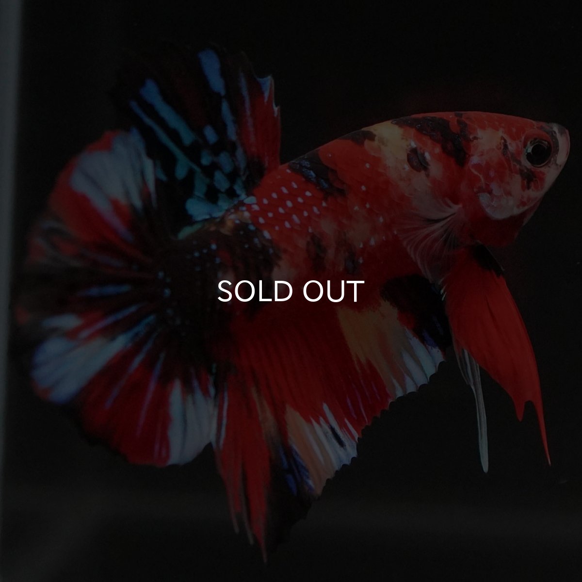 画像8: HMPK キャンディギャラクシー (8)