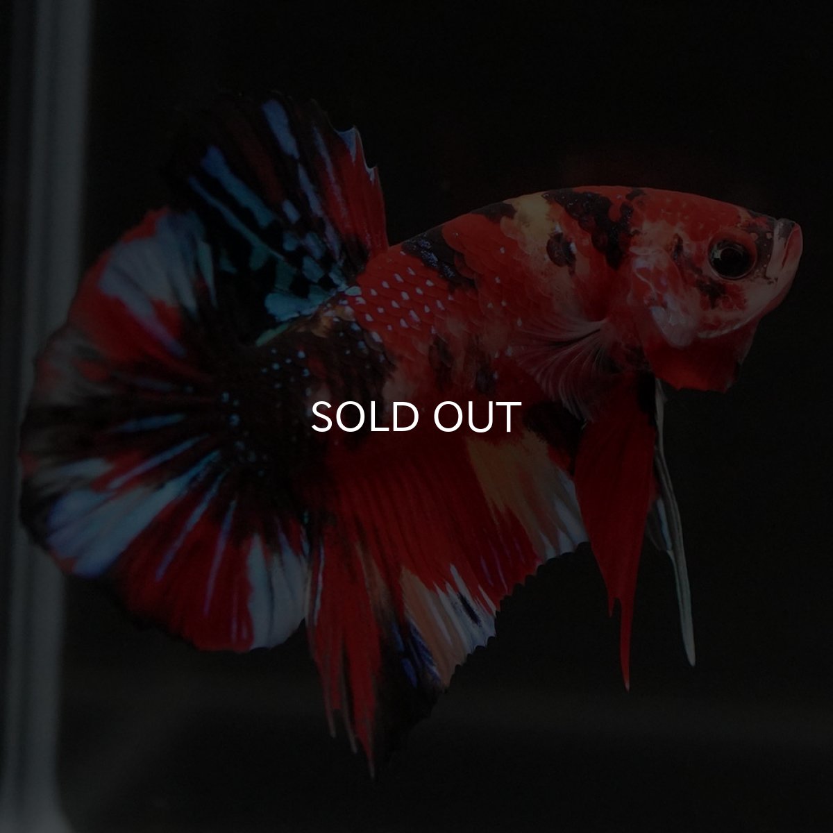 画像6: HMPK キャンディギャラクシー (6)