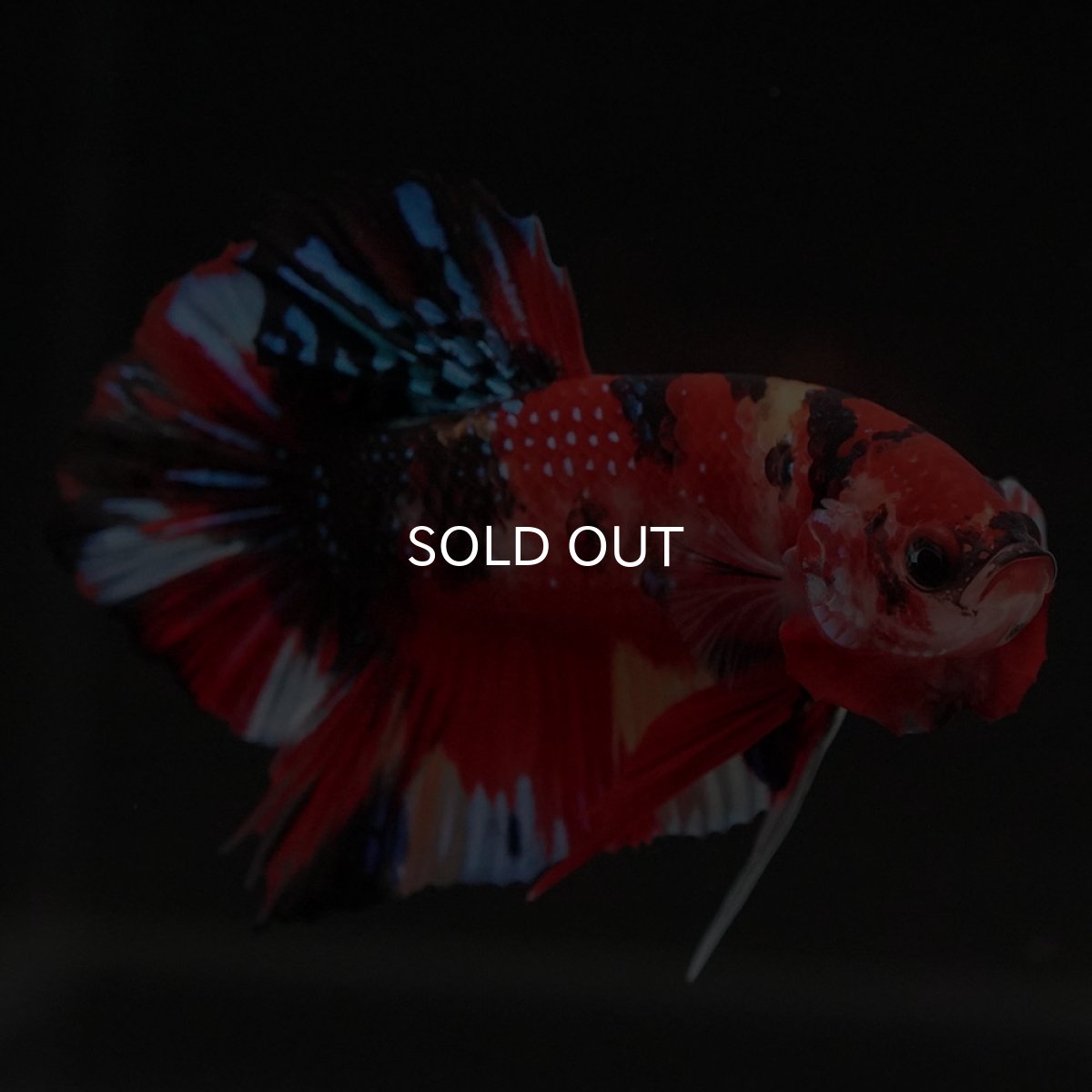 画像4: HMPK キャンディギャラクシー (4)