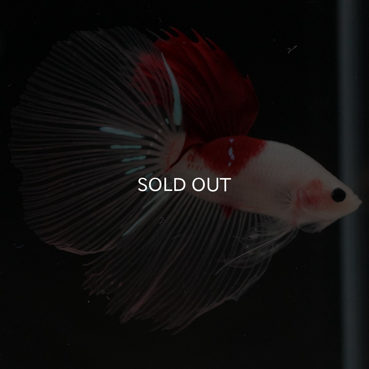 画像8: HM　紅白 (8)