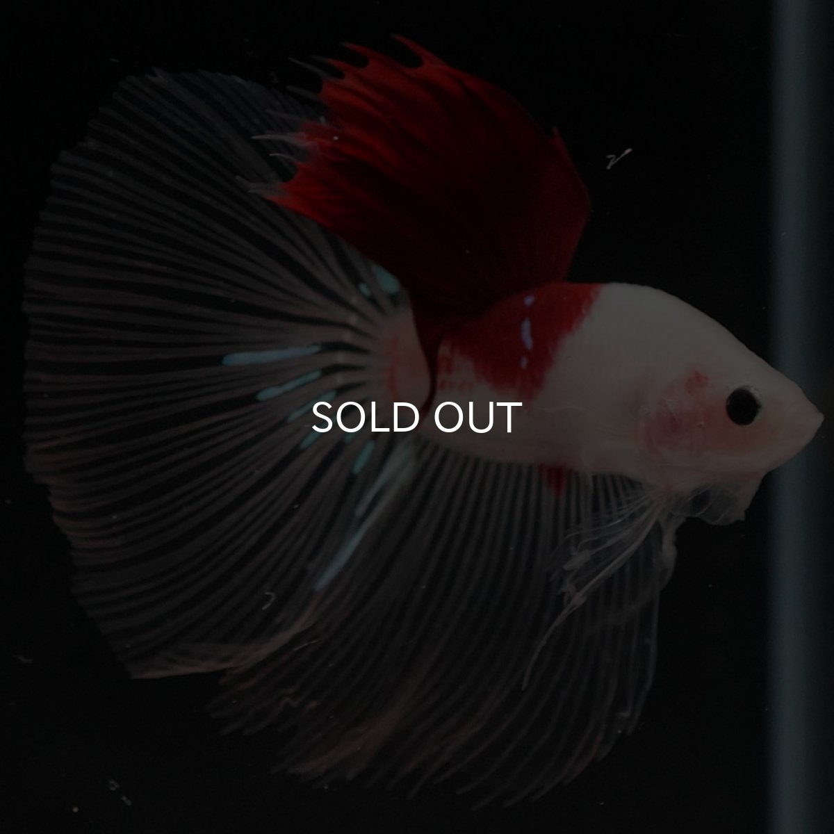 画像7: HM　紅白 (7)