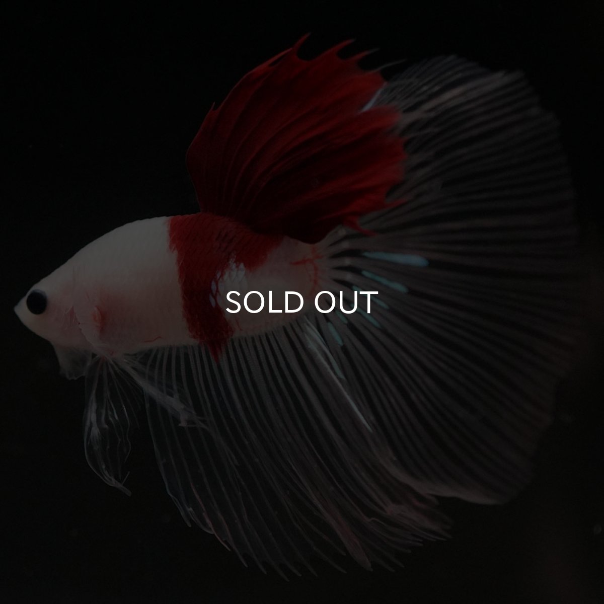 画像6: HM　紅白 (6)