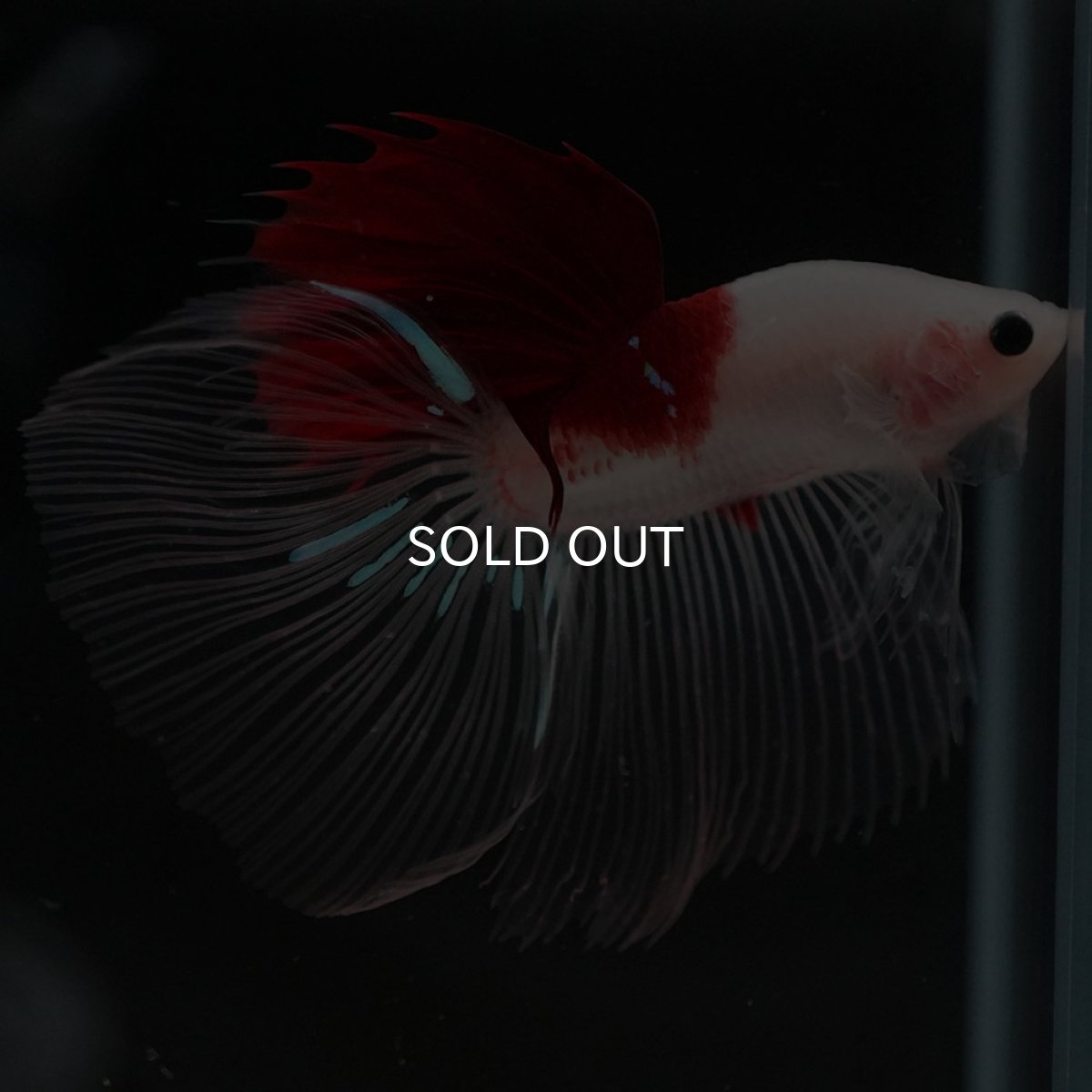 画像5: HM　紅白 (5)