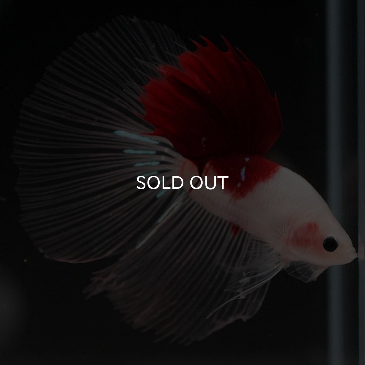 画像3: HM　紅白 (3)