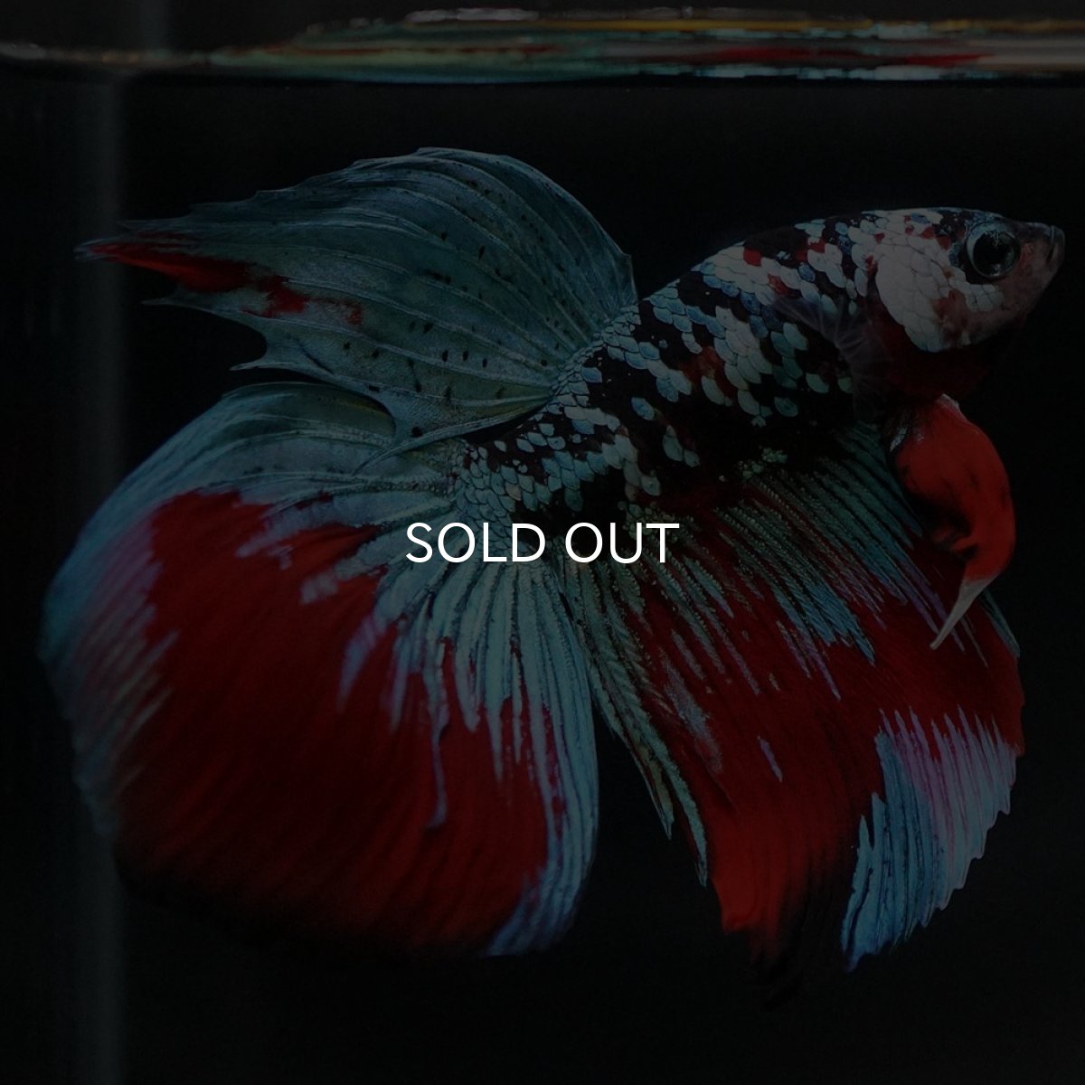 画像6: VT ブラックスター (6)