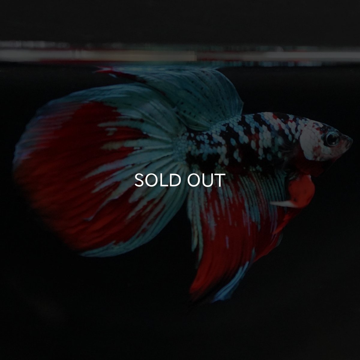 画像5: VT ブラックスター (5)