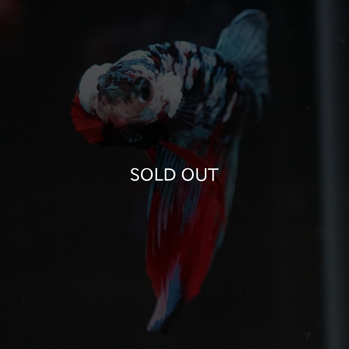 画像4: VT ブラックスター (4)