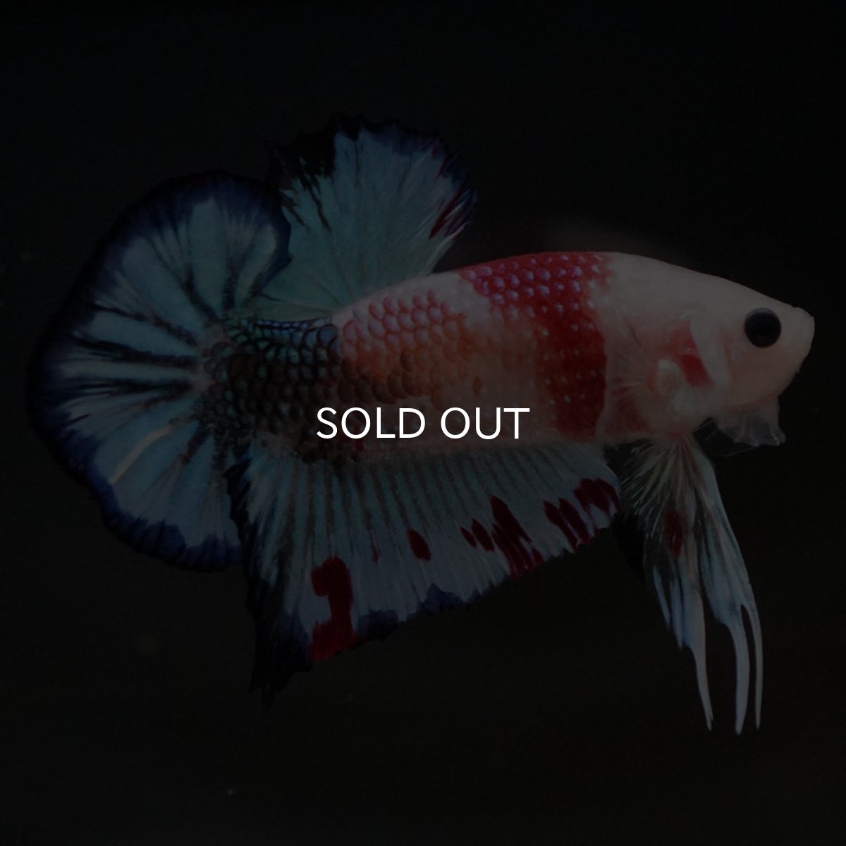 画像3: HMPK　ファンシー (3)