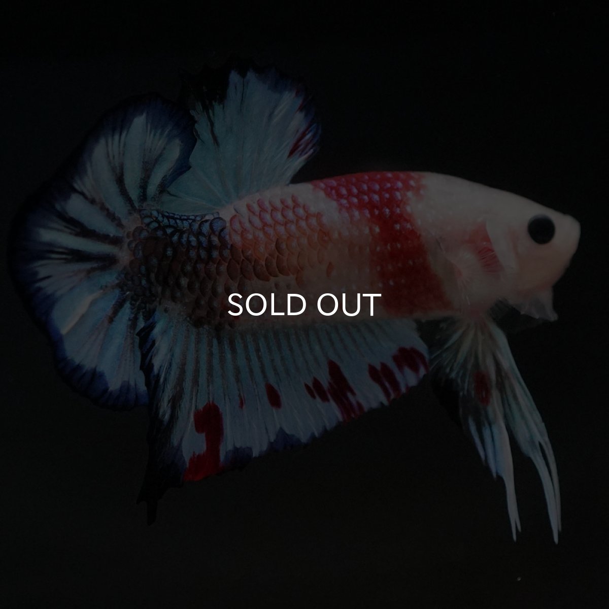 画像9: HMPK　ファンシー (9)