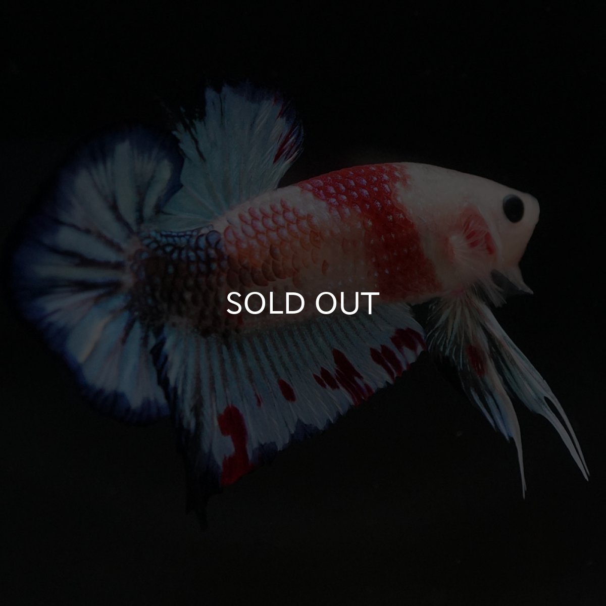 画像7: HMPK　ファンシー (7)