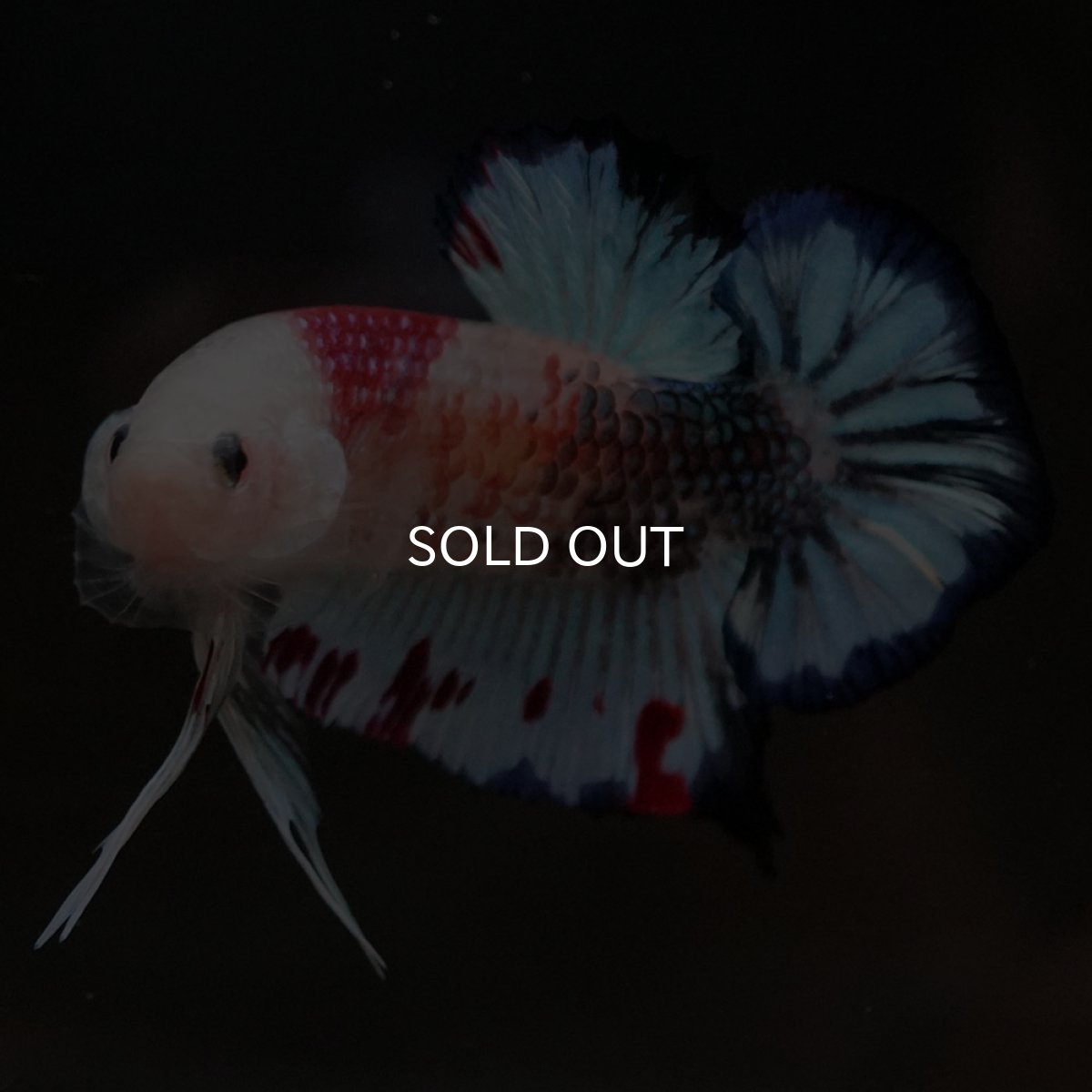 画像8: HMPK　ファンシー (8)