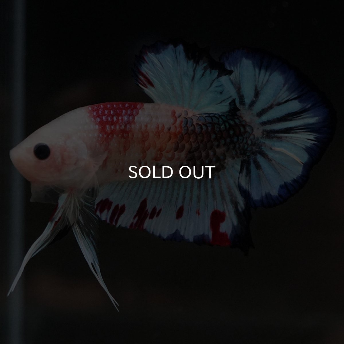 画像6: HMPK　ファンシー (6)